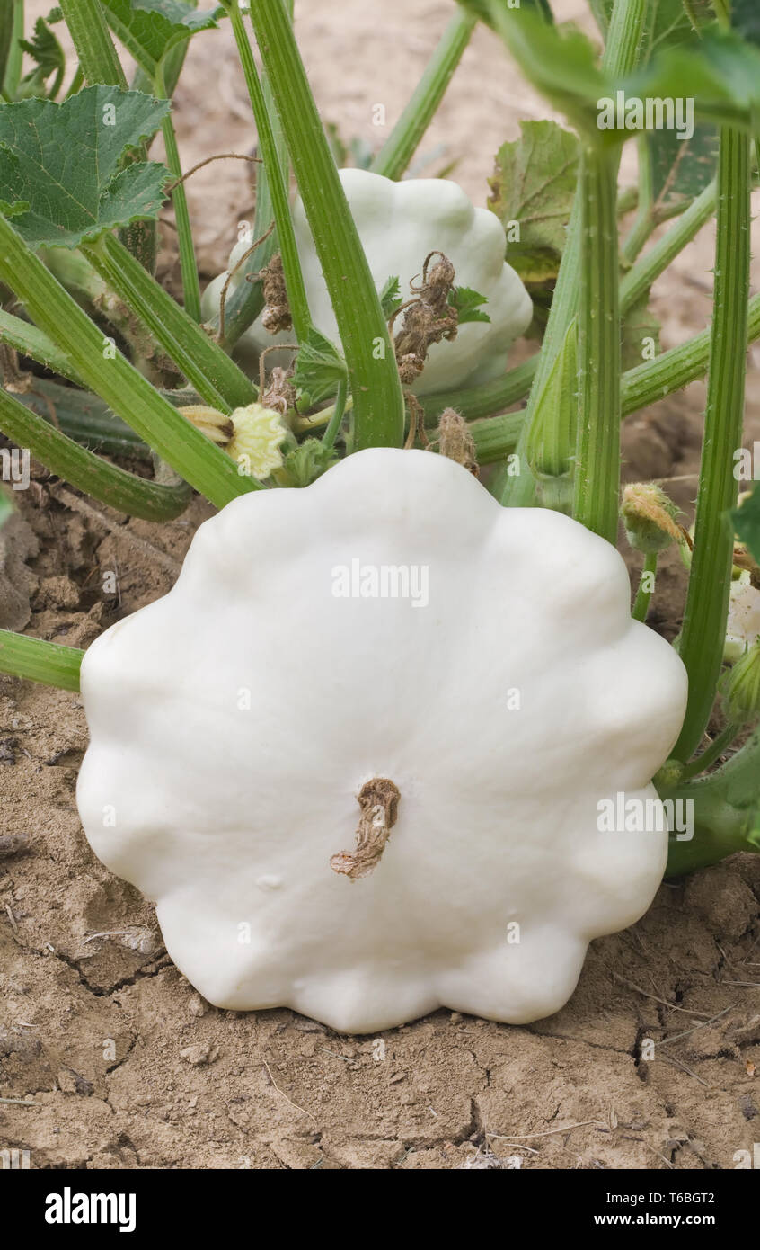 Bianco Pattypan Squash Foto Stock