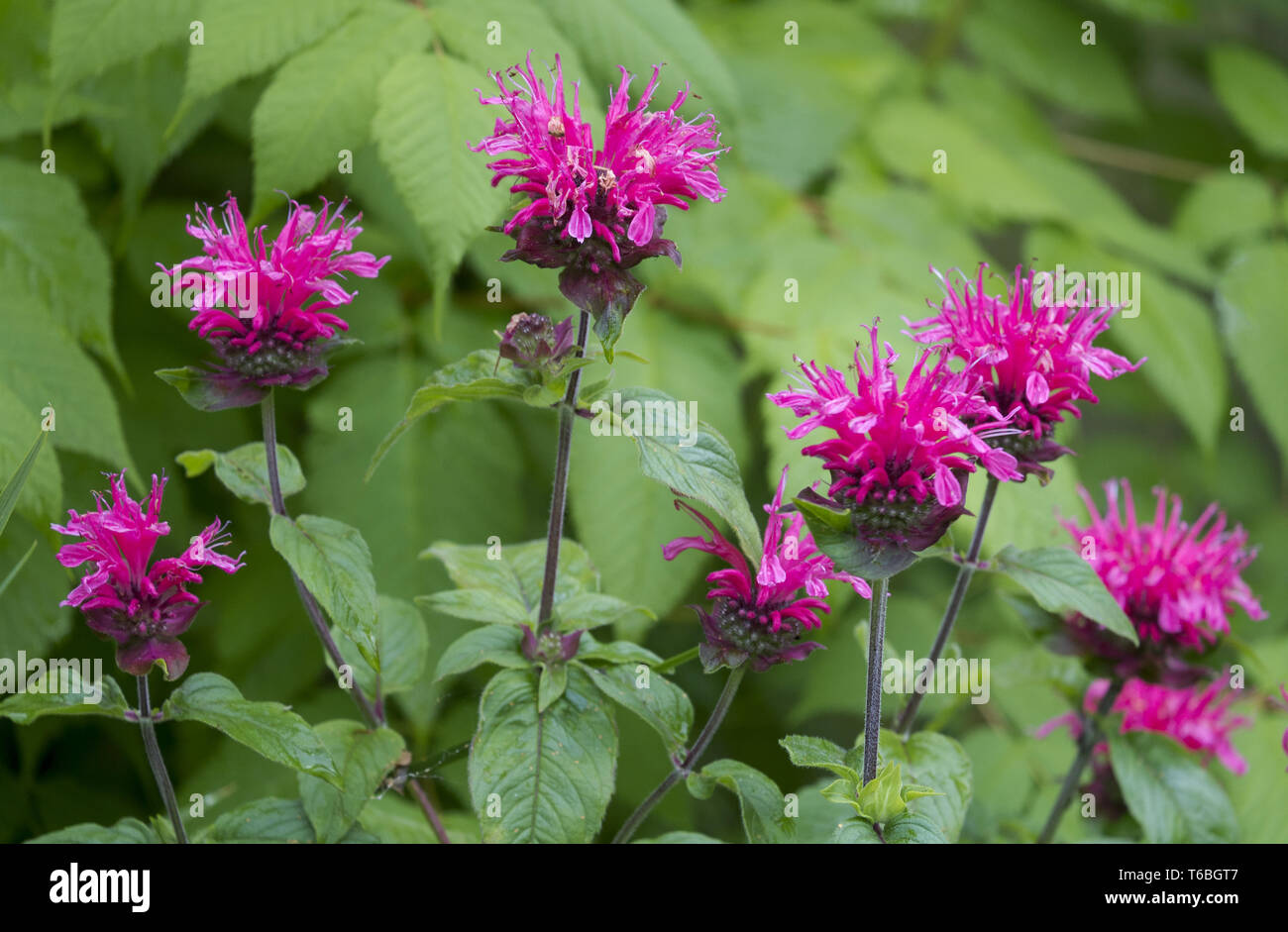 Monastero indiano (Monarda didyma) Foto Stock