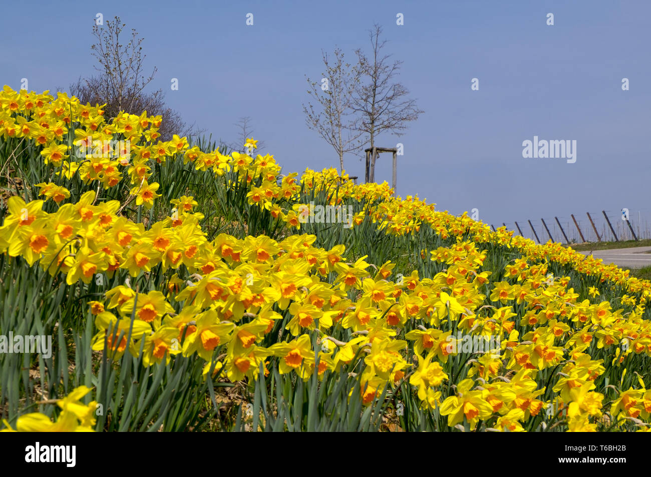 Strada stretta decorazioni con Narciso (Narcissus) Foto Stock