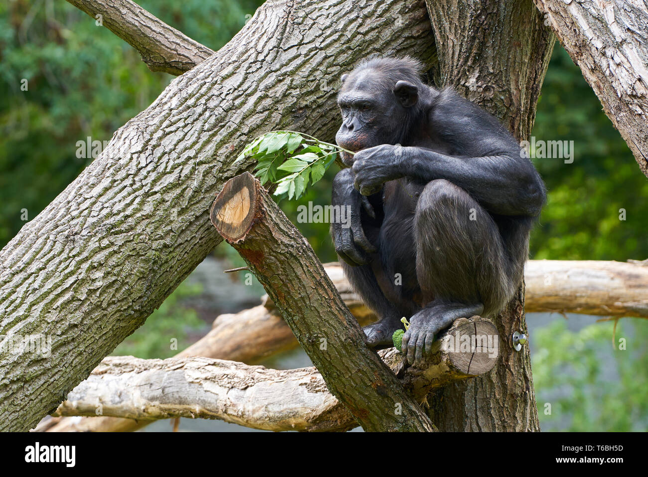 Uno scimpanzé seduta su un tronco di albero e mangiare Foto Stock