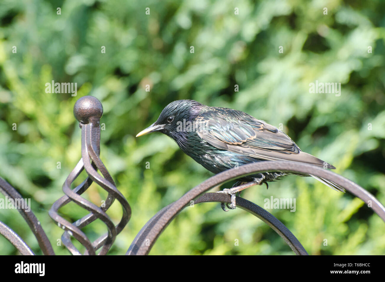 Starling sul montante di alimentazione Foto Stock