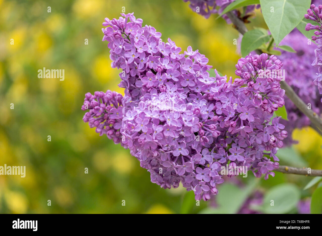 Comune (lilla Syringa vulgaris) Foto Stock