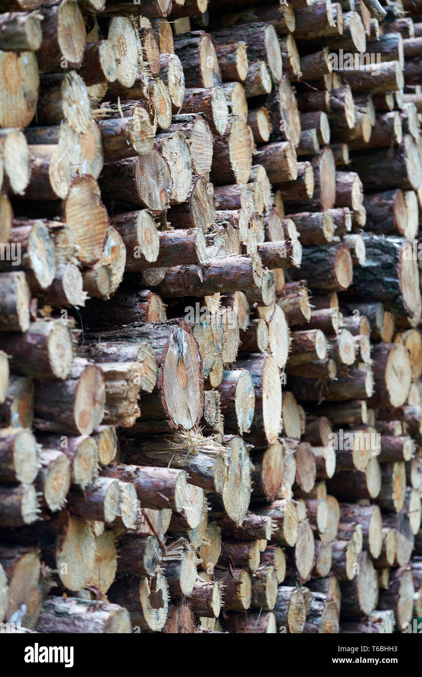 Accatastati tronchi di alberi in corrispondenza del bordo della foresta Foto Stock