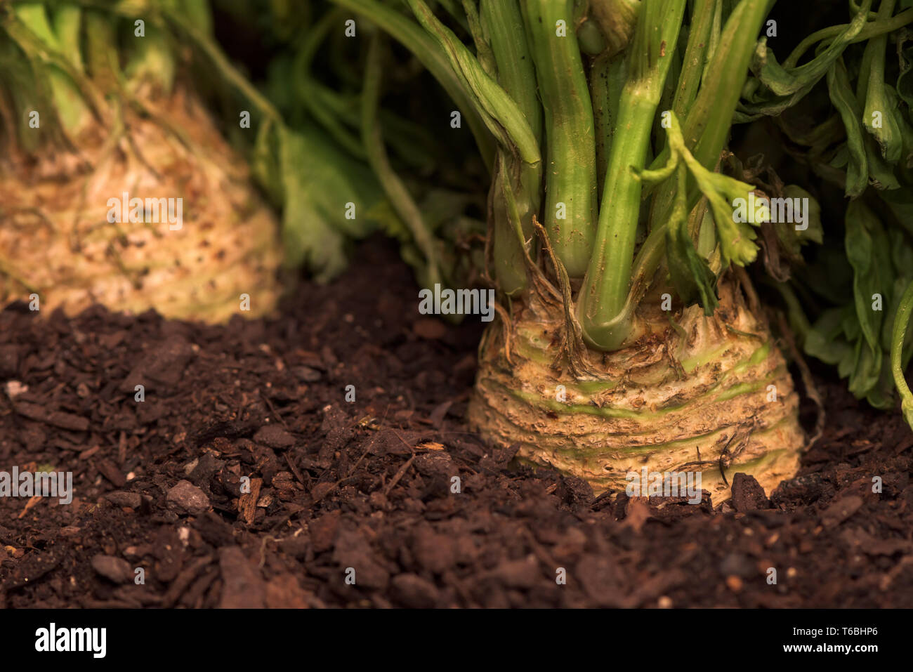Il sedano rapa o sedano radice nel terreno in un orto, close up di rapa sedano Foto Stock