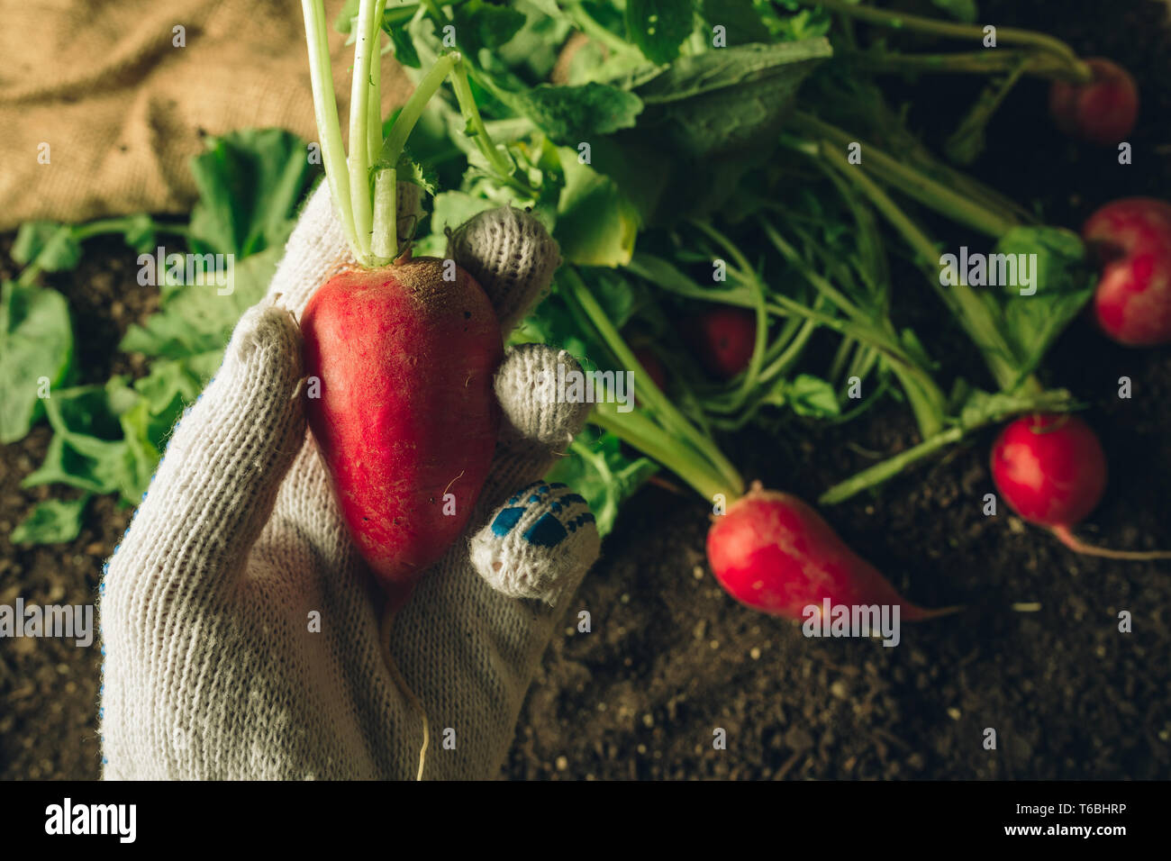 L'agricoltore che detiene raccolte ravanello, stretta di mano con vegetali di radice Foto Stock