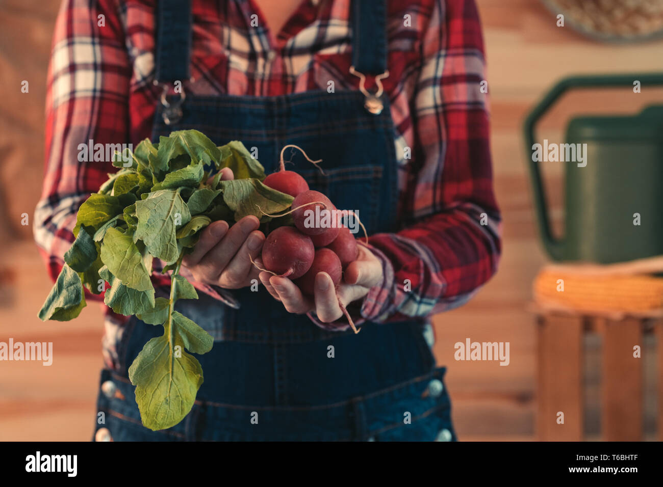 L'agricoltore femmina holding mazzetto di raccolte di ravanelli, close up di mani, focu selettiva Foto Stock
