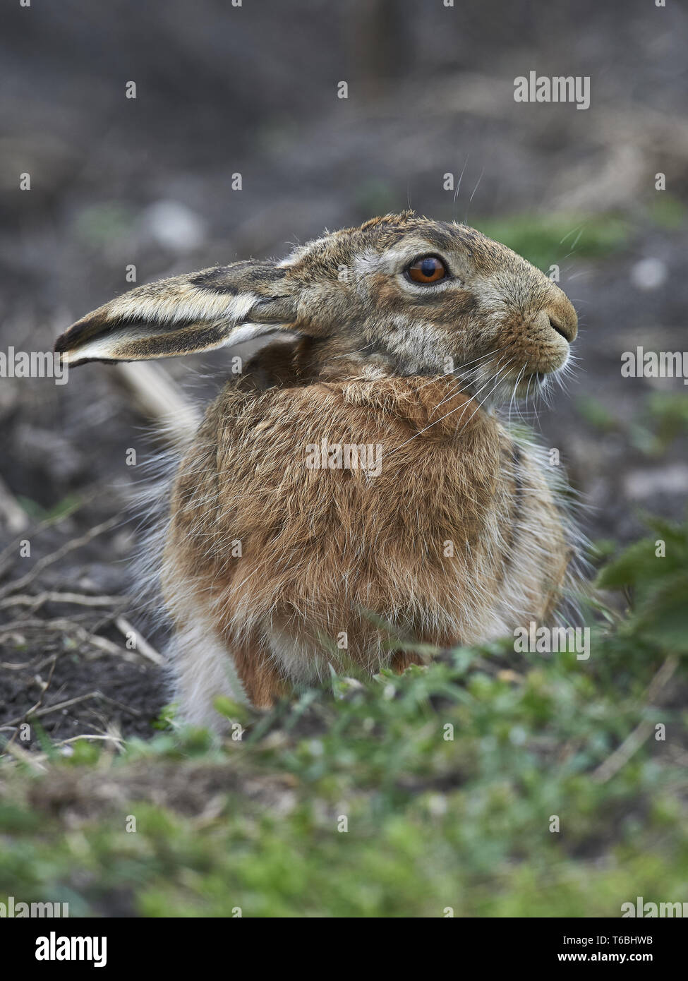 Europeo, lepre Lepus europaeus, marrone lepre Foto Stock