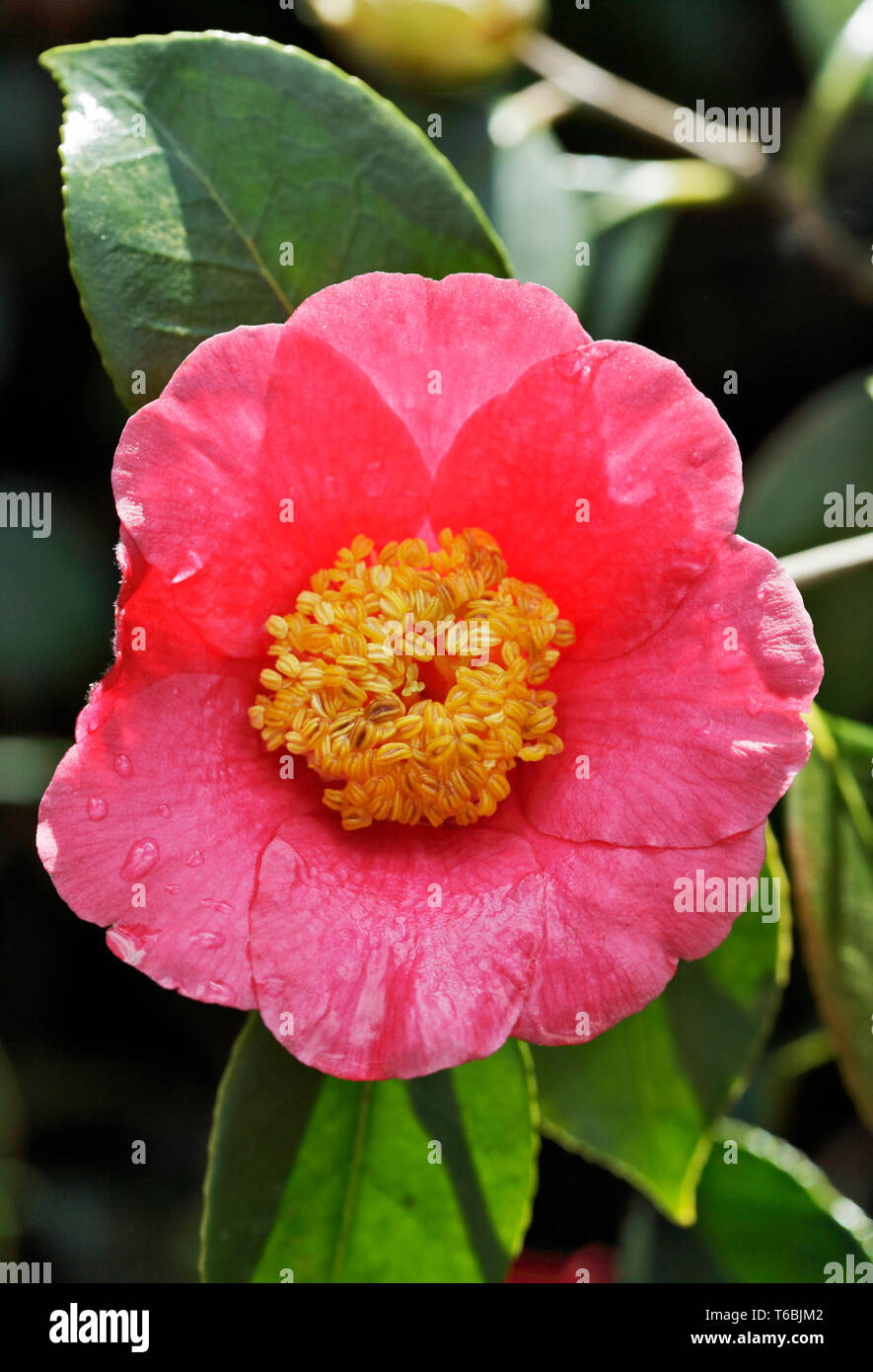Camellia Anemoniflora Foto Stock