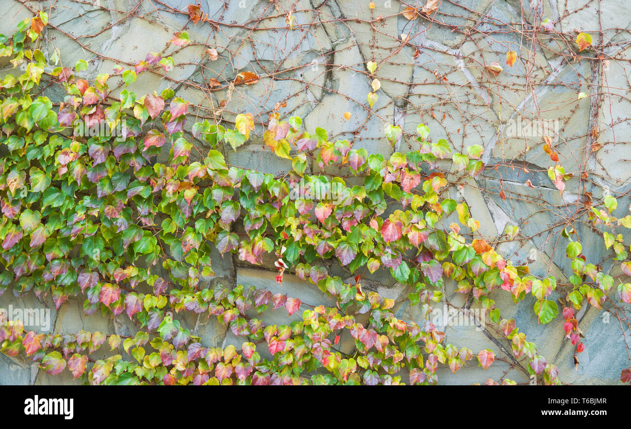 Grigio a muro di pietra con uve di tessitura sulla superficie. Foto Stock