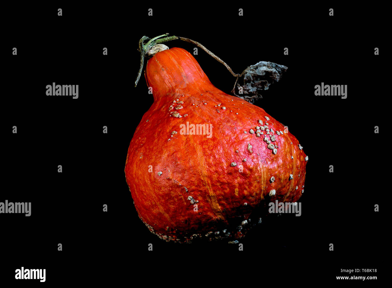 Close up di un Rosso zucca Kuri su sfondo nero. Foto Stock