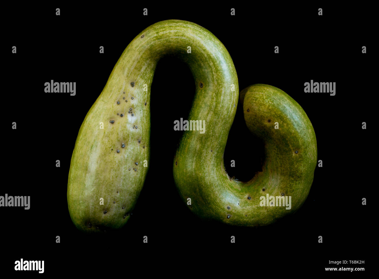 Close up di un serpente verde zucca su sfondo nero. Foto Stock