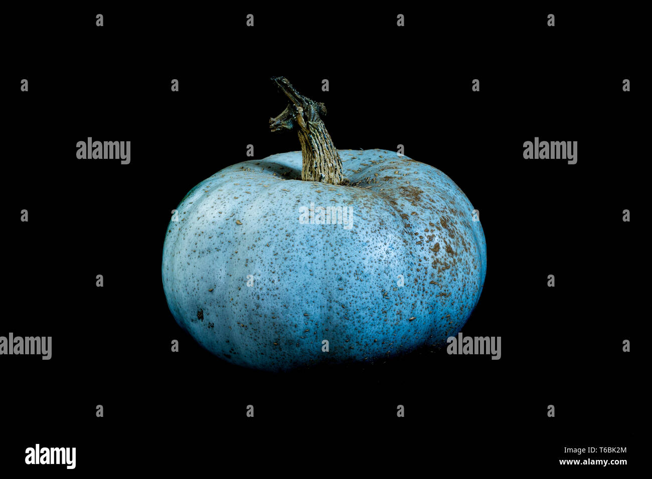 In prossimità di una zucca blu su sfondo nero. Foto Stock