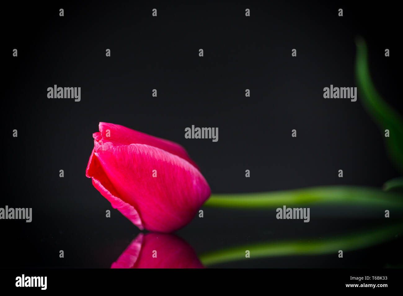 Molla rossa bella tulip su sfondo nero Foto Stock