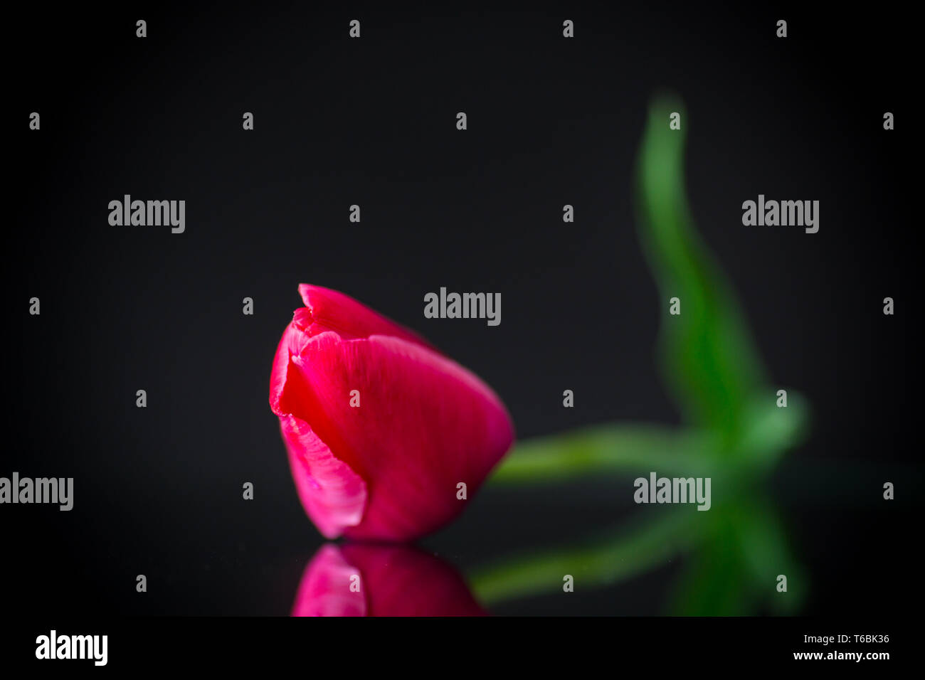 Molla rossa bella tulip su sfondo nero Foto Stock
