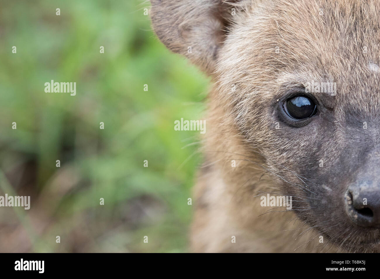 Un spotted hyena cub del volto di crocuta Crocuta Foto Stock