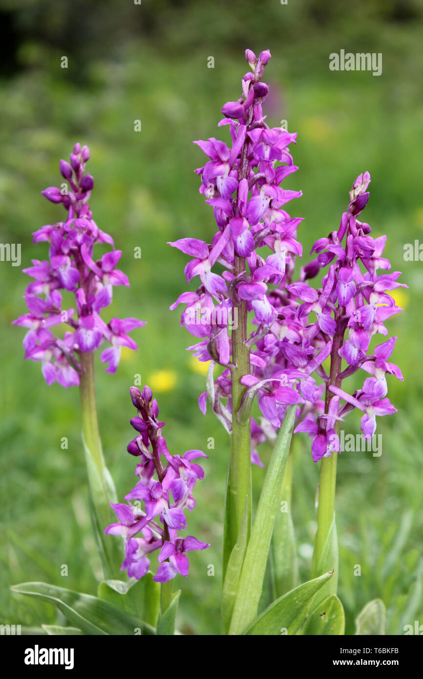 Inizio orchidea viola (Orchis mascula) a Myers riparto - Butterfly conservazione Riserva Naturale, Silverdale, Lancashire Foto Stock