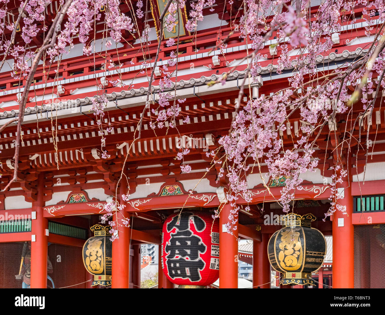 Fiore di Ciliegio in Senso-ji tempio buddista a Tokyo in Giappone Foto Stock