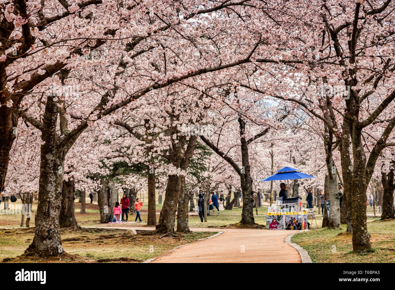 31 Marzo 2019: Gyeong-Ju, Corea del Sud - Visitatori godendo di fiori di ciliegio in motivi di Bulguksa Tempio Buddista, Gyeong-Ju, dall'UNESCO il suo Foto Stock