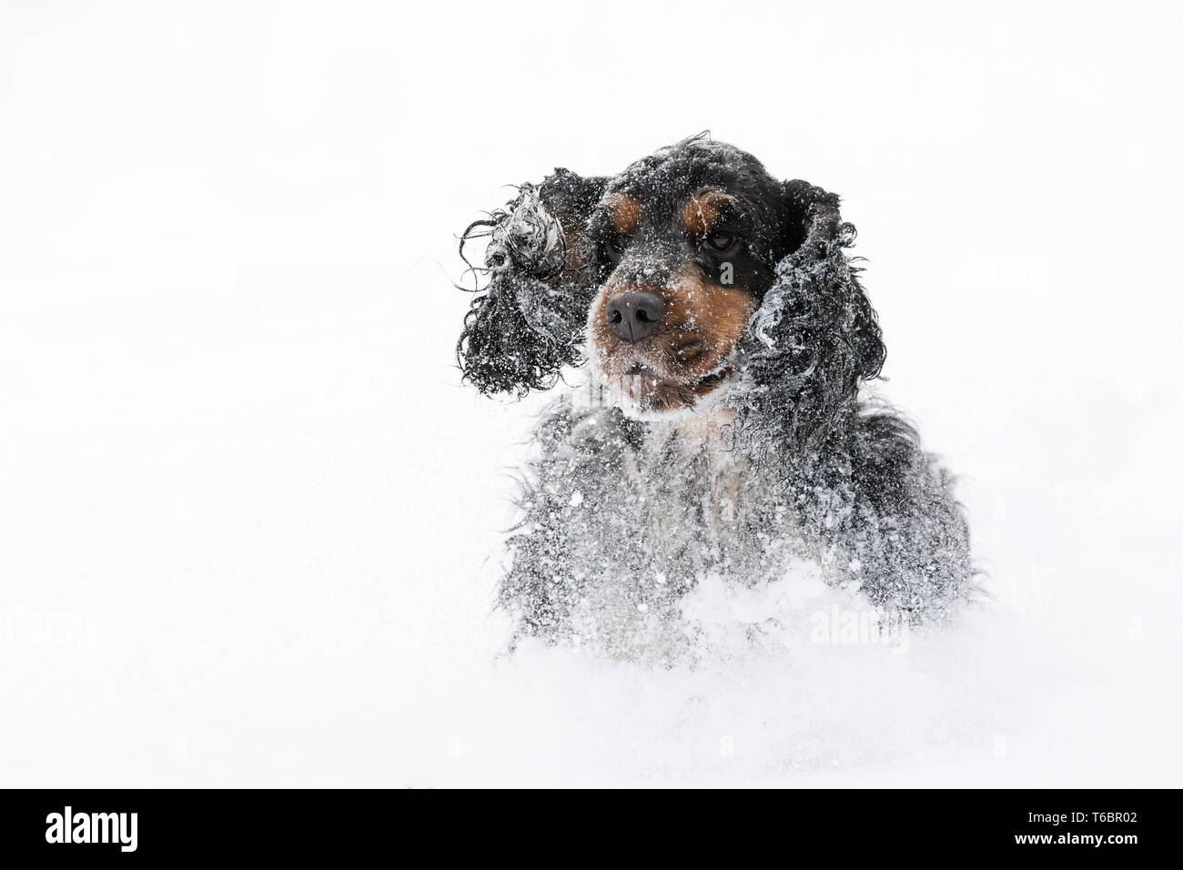 English cocker spaniel cane giocando in inverno la neve Foto Stock