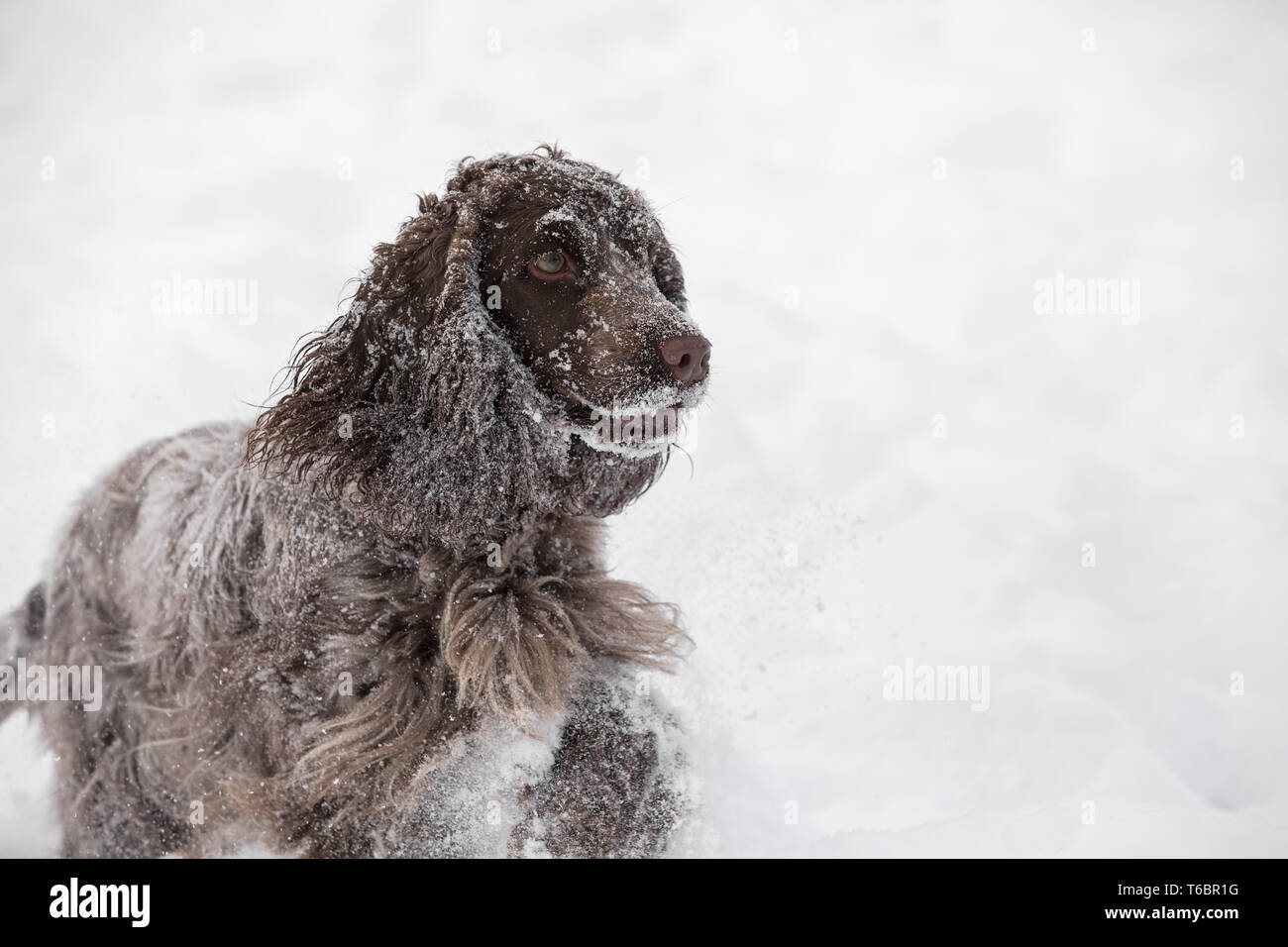 English cocker spaniel cane giocando in inverno la neve Foto Stock