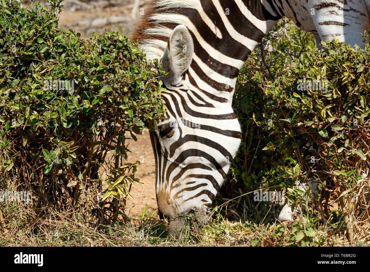 Close up Burchells Zebra mangiare erba Foto Stock