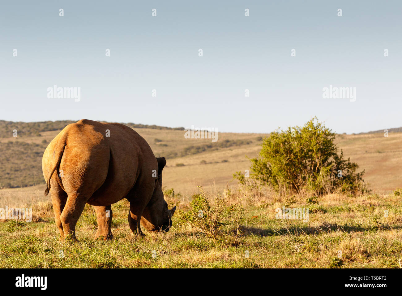 Vista laterale di un rinoceronte nero mangia erba Foto Stock