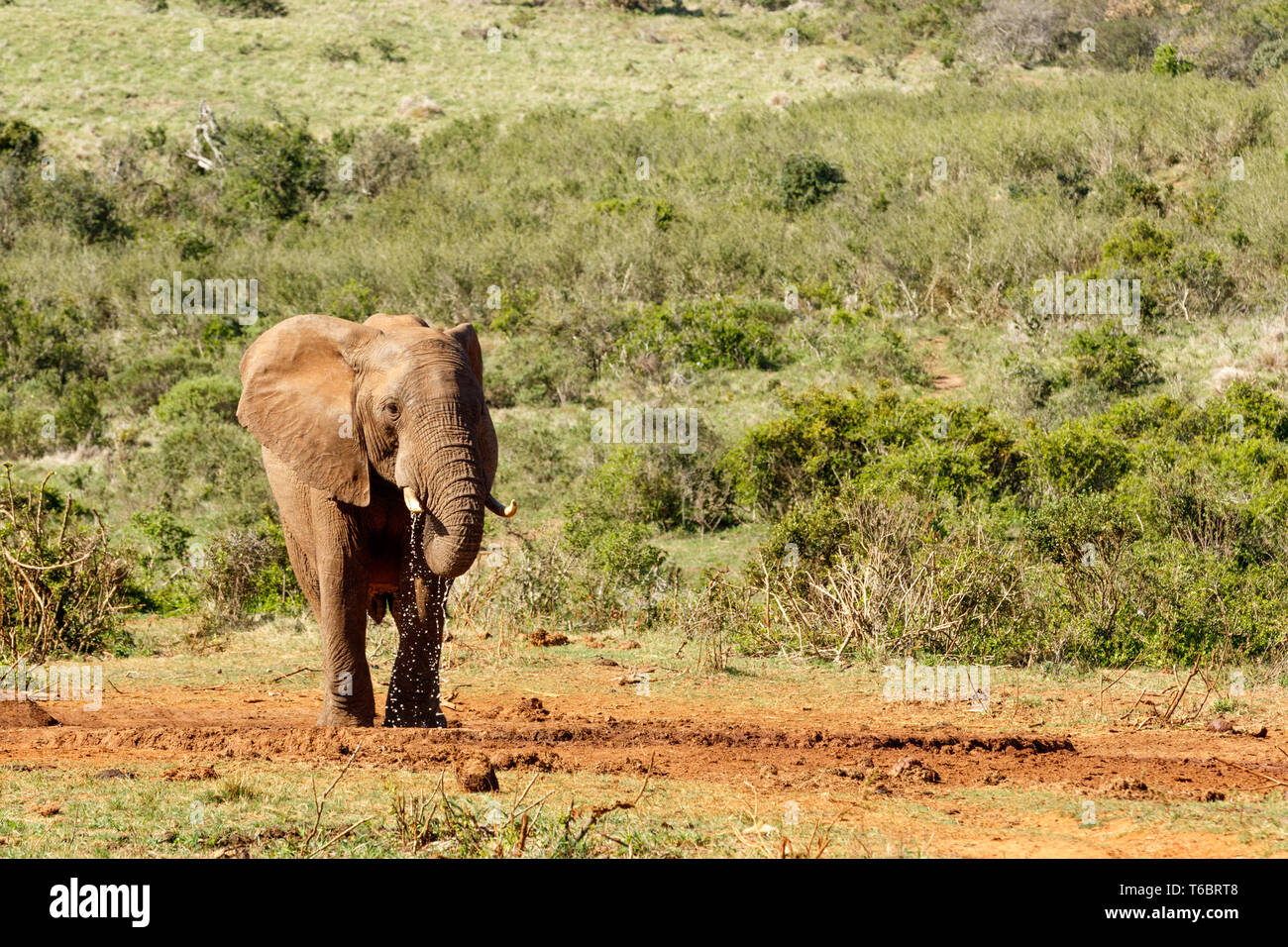 Bush Elephant godendo della sua acqua Foto Stock