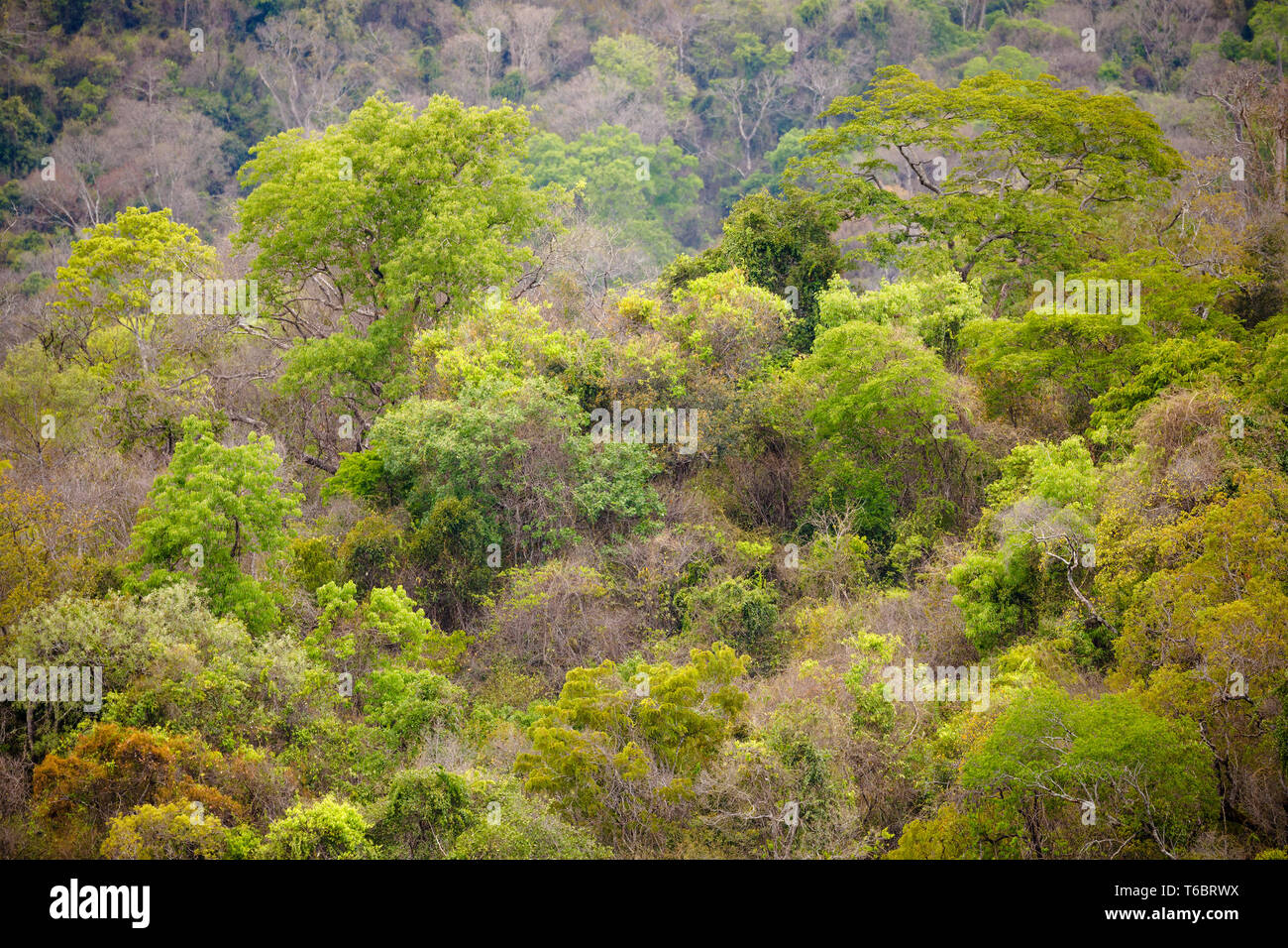 Foresta pluviale nel parco di Ankarafantsika, Madagascar Foto Stock