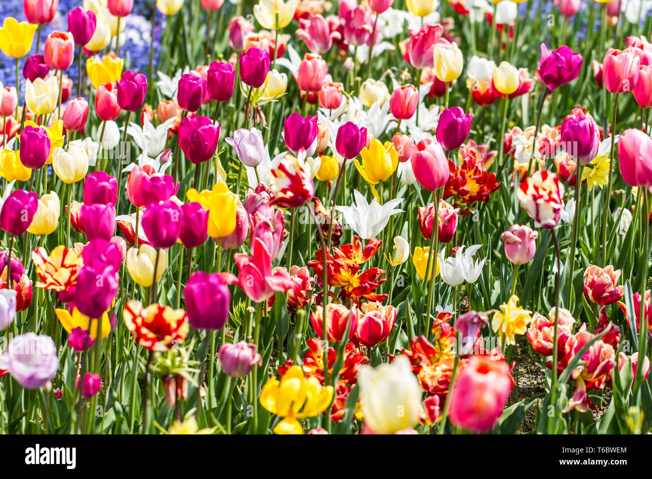 Tulip stagione di fioritura nei Paesi Bassi, Europa Foto Stock