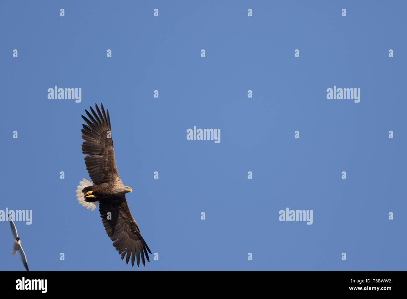 A testa nera attacs gabbiano bianco-tailed eagle Foto Stock