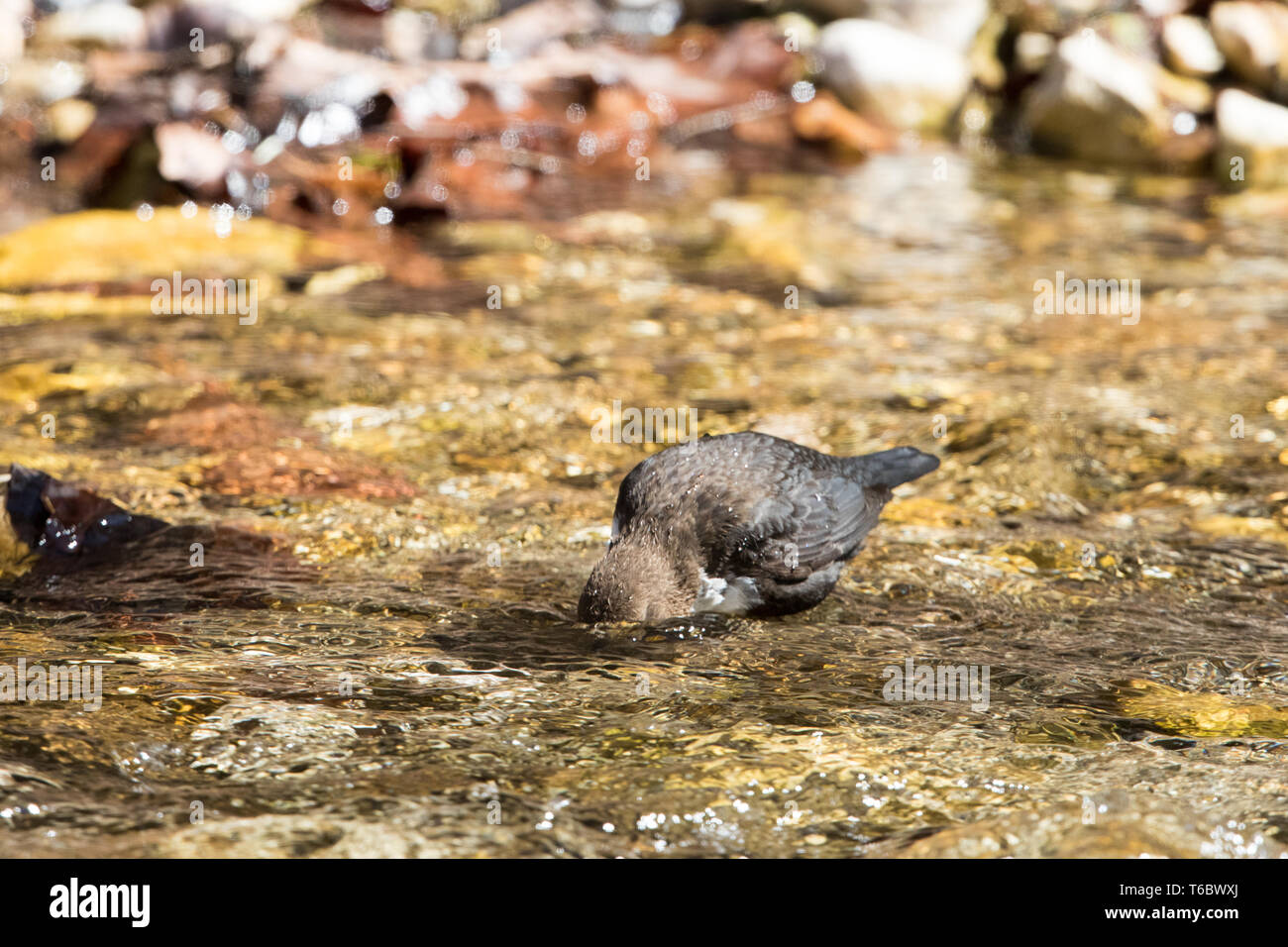 Bianco-throated dipper Foto Stock