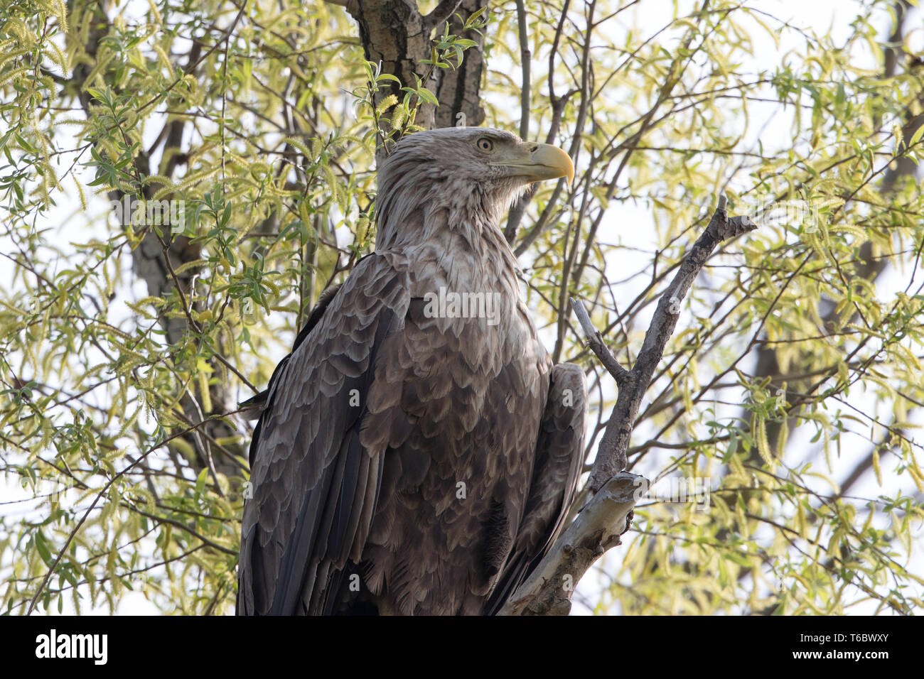 White-tailed eagle Foto Stock