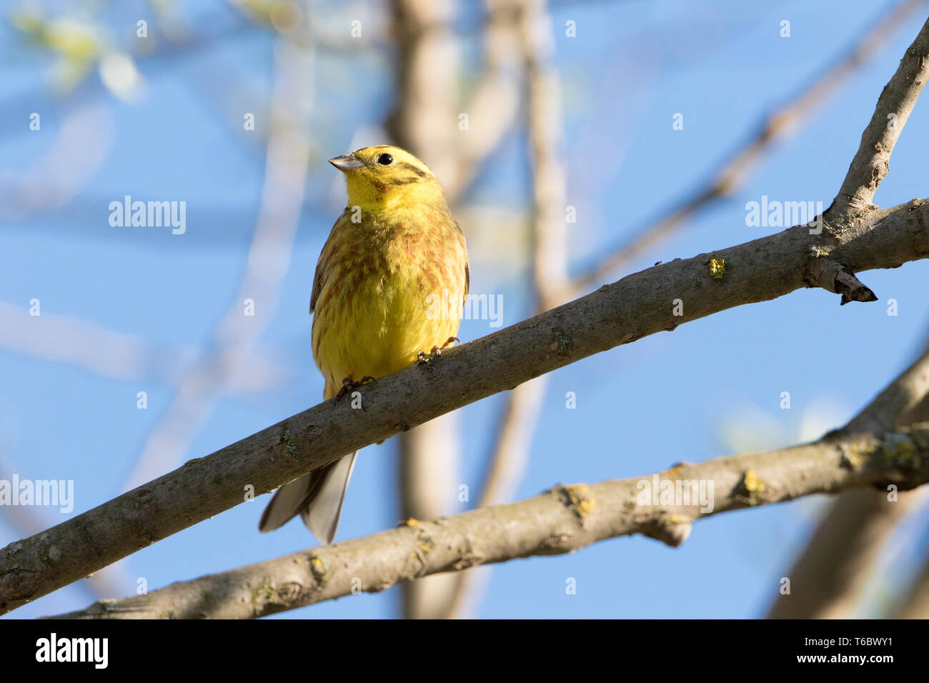 Zigolo giallo Foto Stock