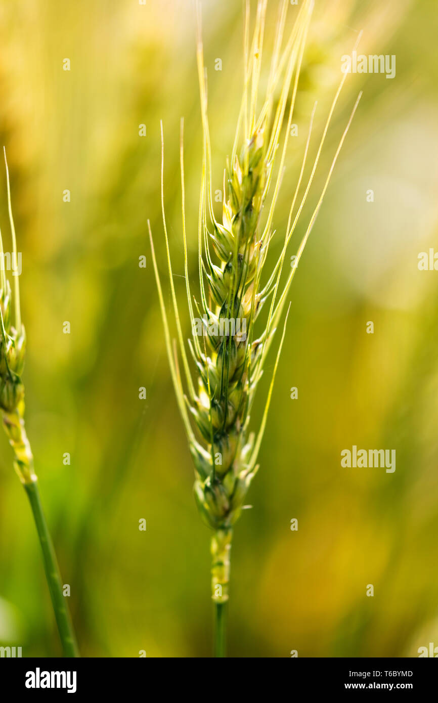 Green centinodia in un giallo campo di grano maturo spike di grano in un campo in una giornata di sole. Foto Stock