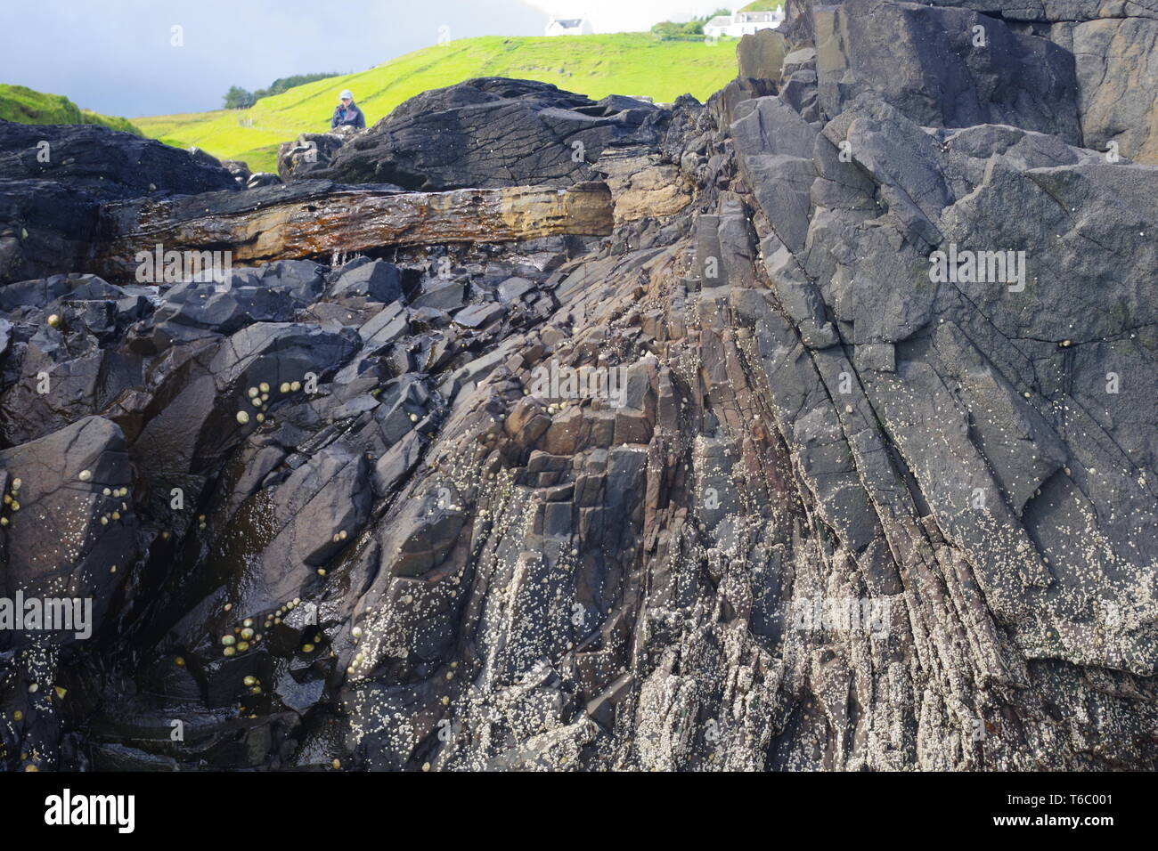 Igneo cantonale, basalto colonnare geologia alla Fratelli punto (Rubha nam Brathairean) Isola di Skye, Scotland, Regno Unito. Foto Stock