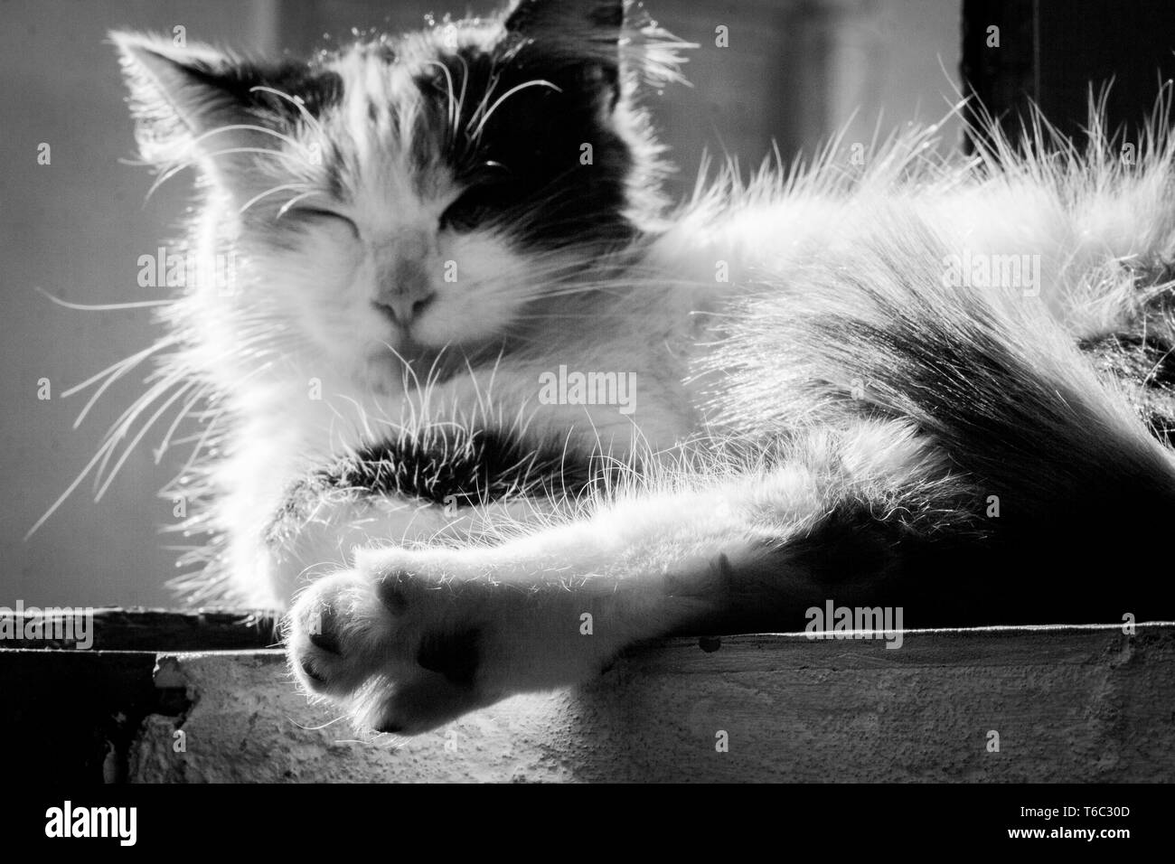 Close-up la foto del gatto tricolore. Gattino seduto sotto la luce diretta del sole. Assonnato, pigro, cute cat, crogiolandovi al sole, i raggi del sole (Garachico Tenerife) Foto Stock