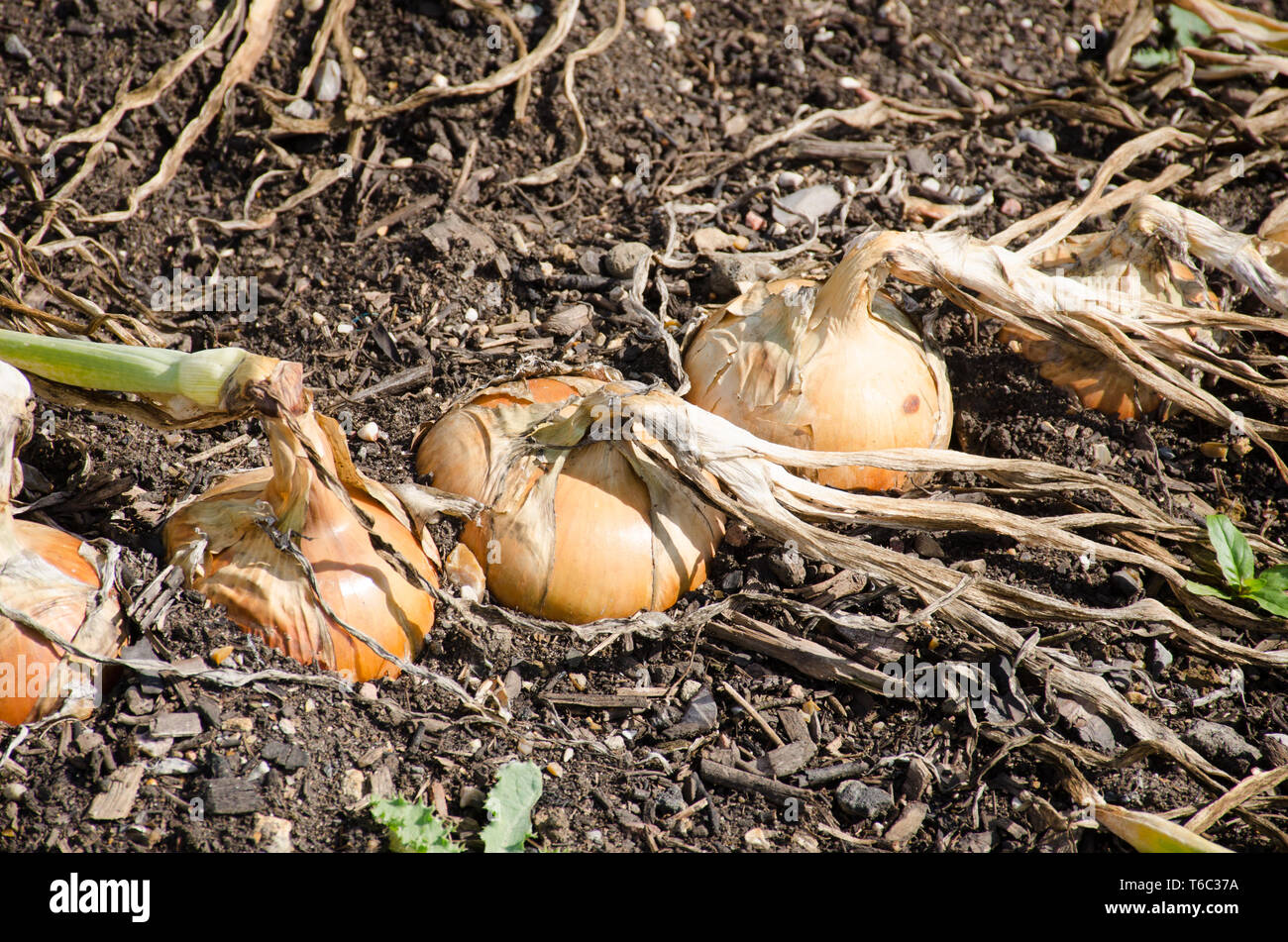 Cipolle pronto per il raccolto Foto Stock