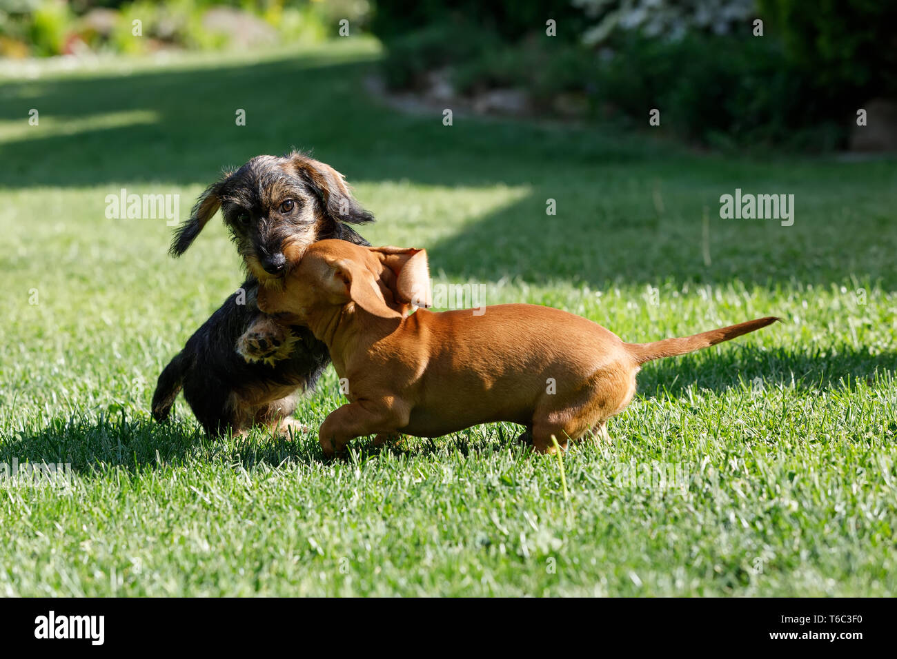 I cani di piccola taglia bassotto gioca in giardino Foto Stock