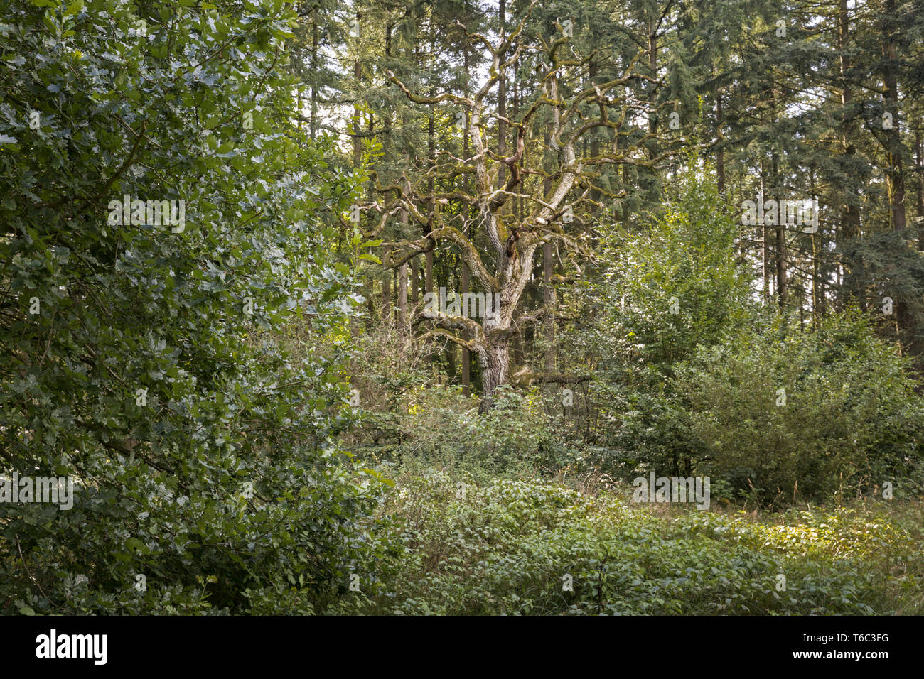 Bel paesaggio di Uckermark, una regione nel nord-est della Germania, il Land Brandeburgo Foto Stock