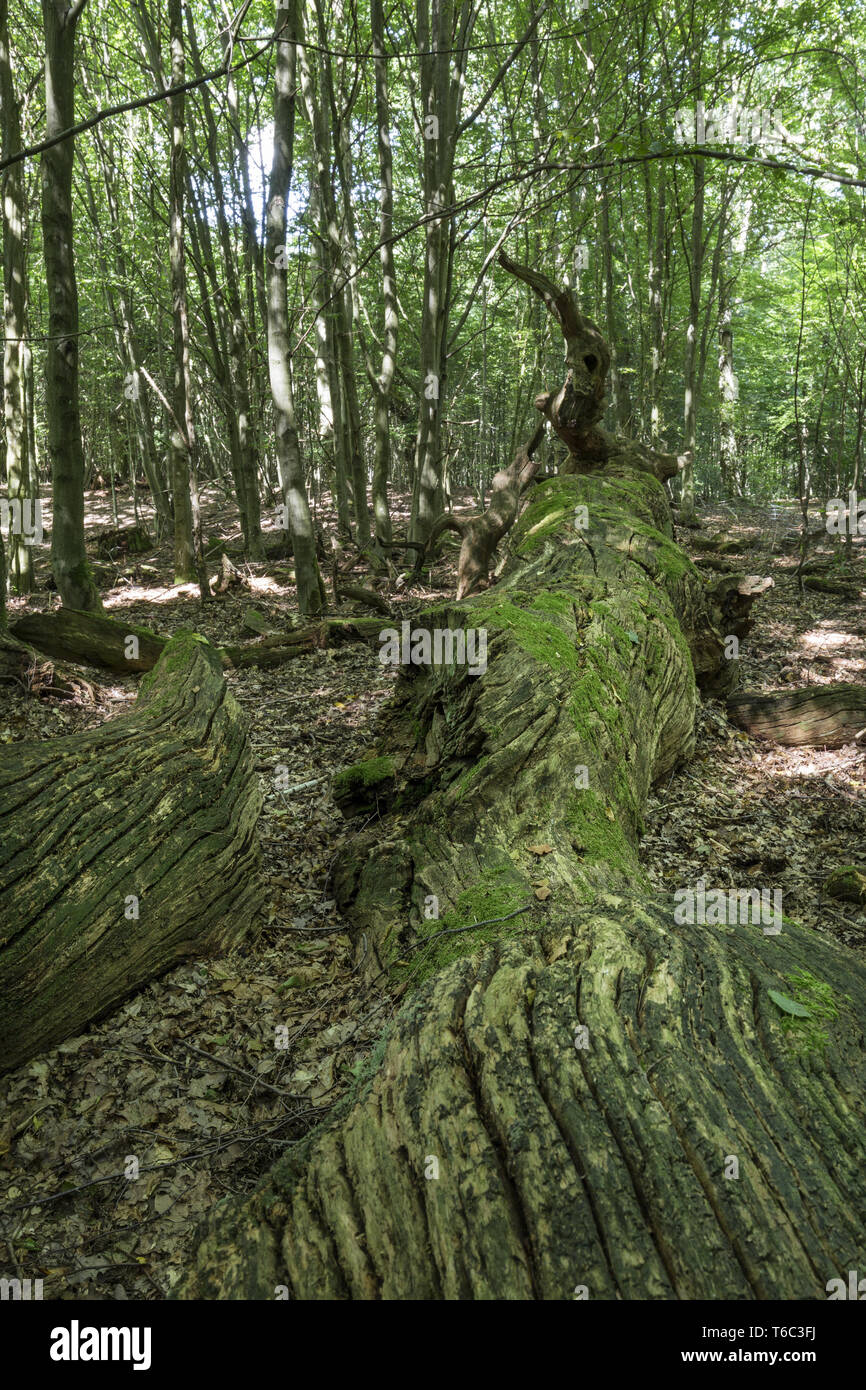 Bel paesaggio di Uckermark, una regione nel nord-est della Germania, il Land Brandeburgo Foto Stock