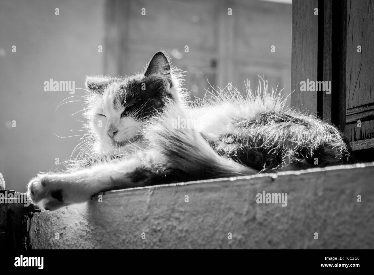 Close-up la foto del gatto tricolore. Gattino seduto sotto la luce diretta del sole. Assonnato, pigro, cute cat, crogiolandovi al sole, i raggi del sole (Garachico Tenerife) Foto Stock
