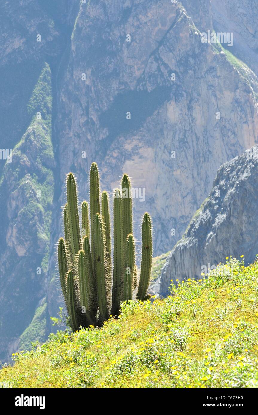 Cacti a valle di Colca Perù Foto Stock