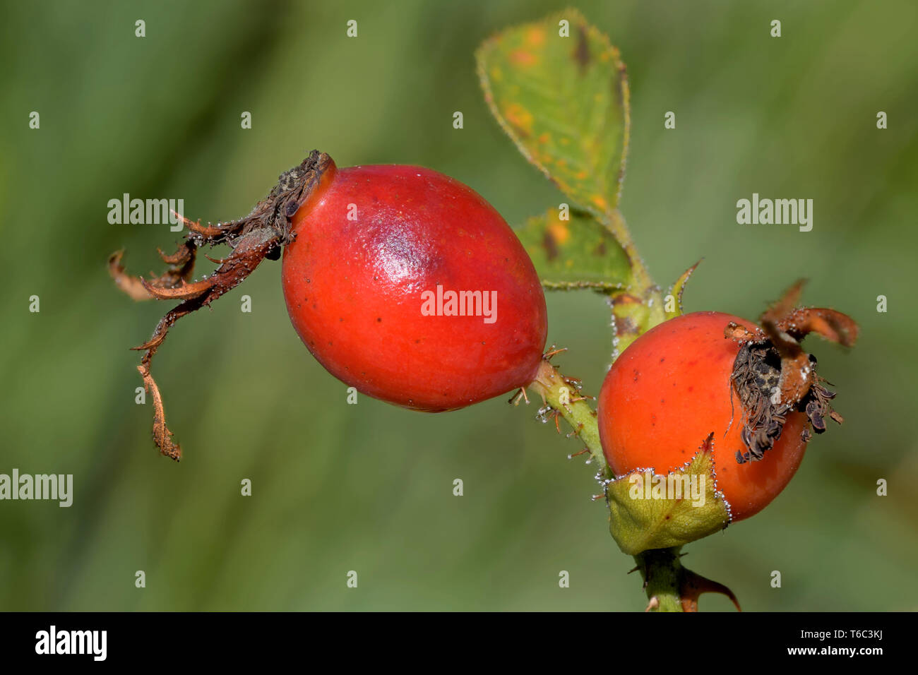 La rosa canina frutto Foto Stock