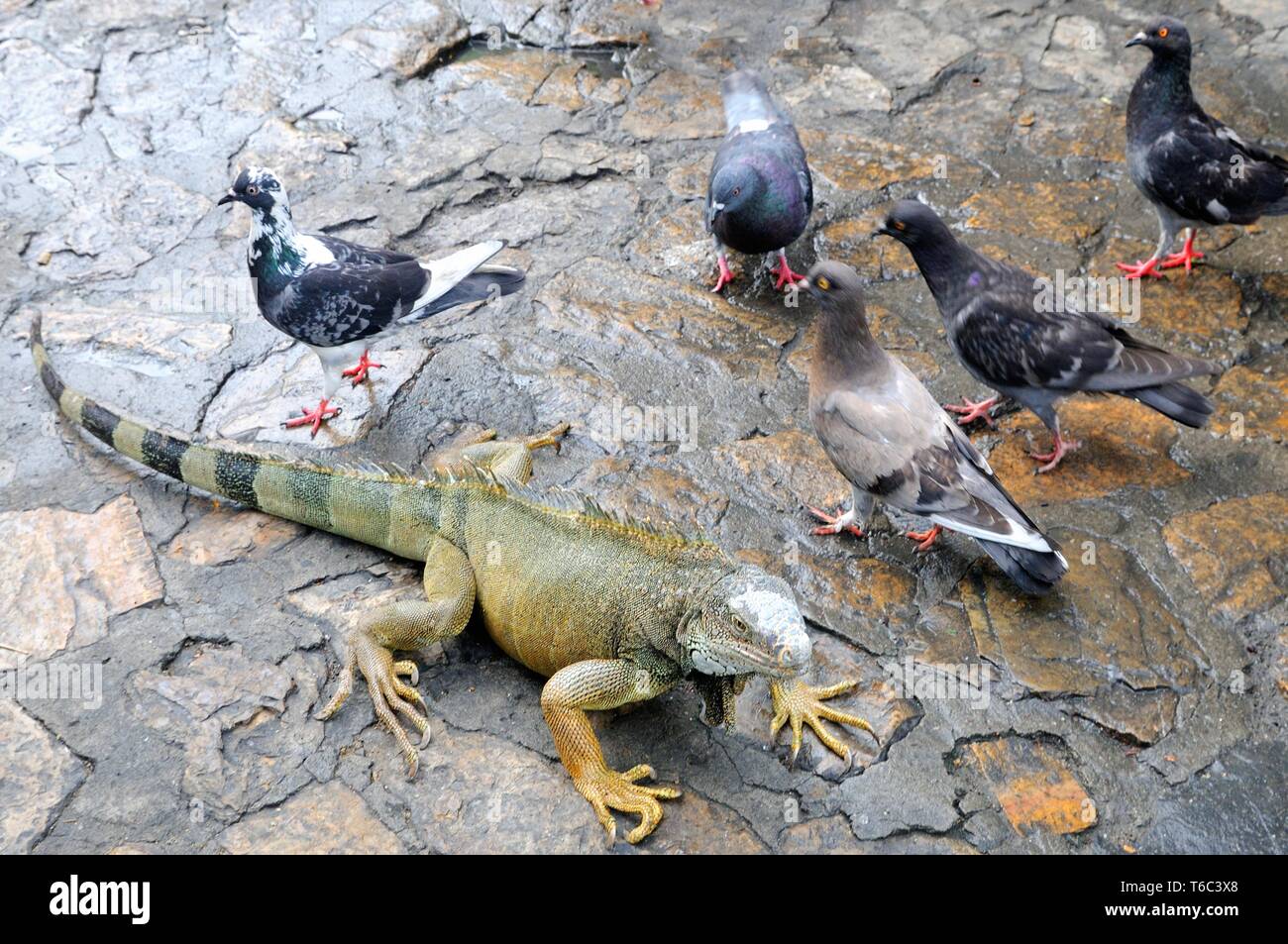 Degli abitanti della città di iguana e Piccioni in Guayaquil Ecuador Foto Stock