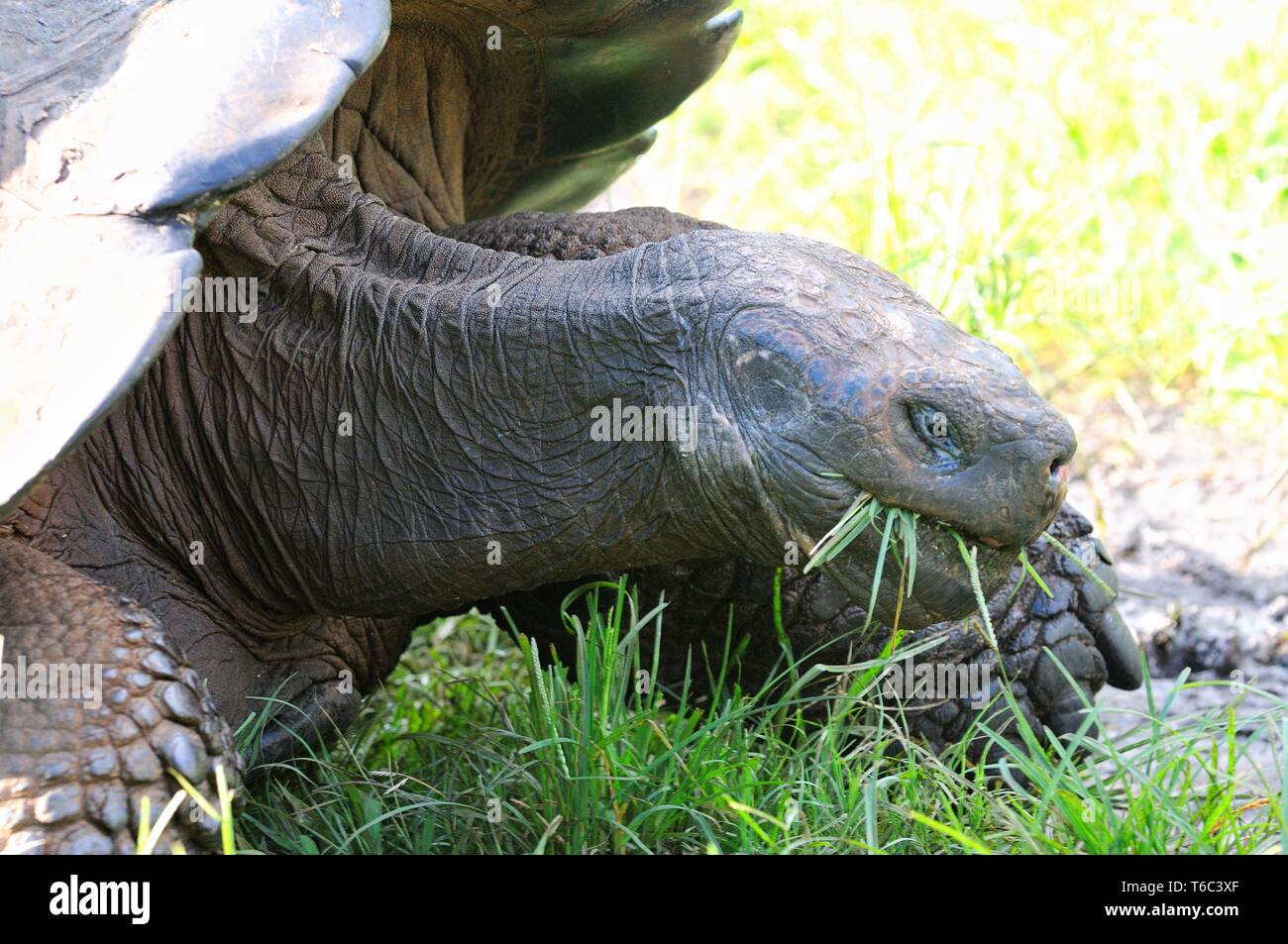 Grazers la tartaruga gigante delle Isole Galapagos dell Ecuador Foto Stock