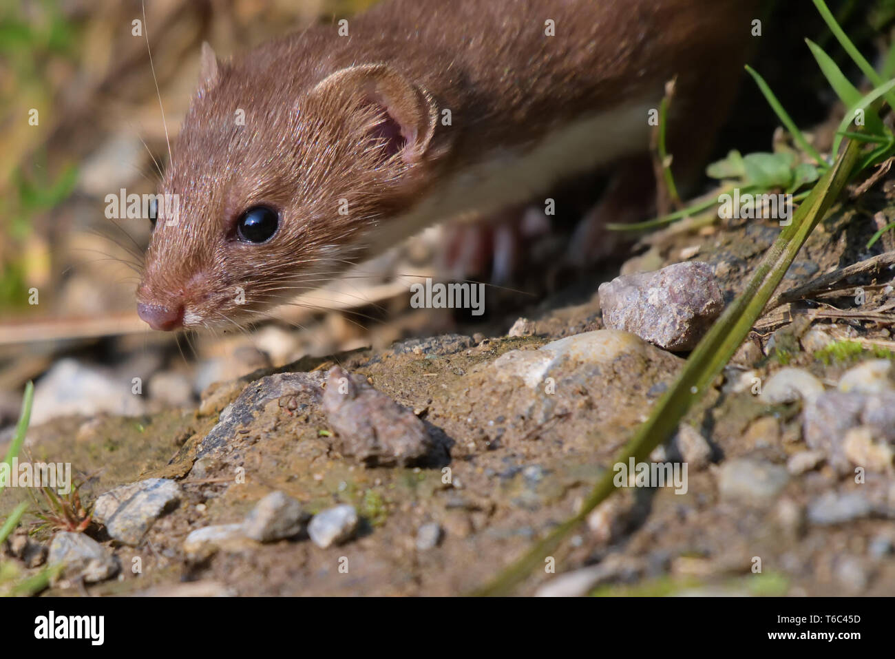 Mustela nivalis Foto Stock