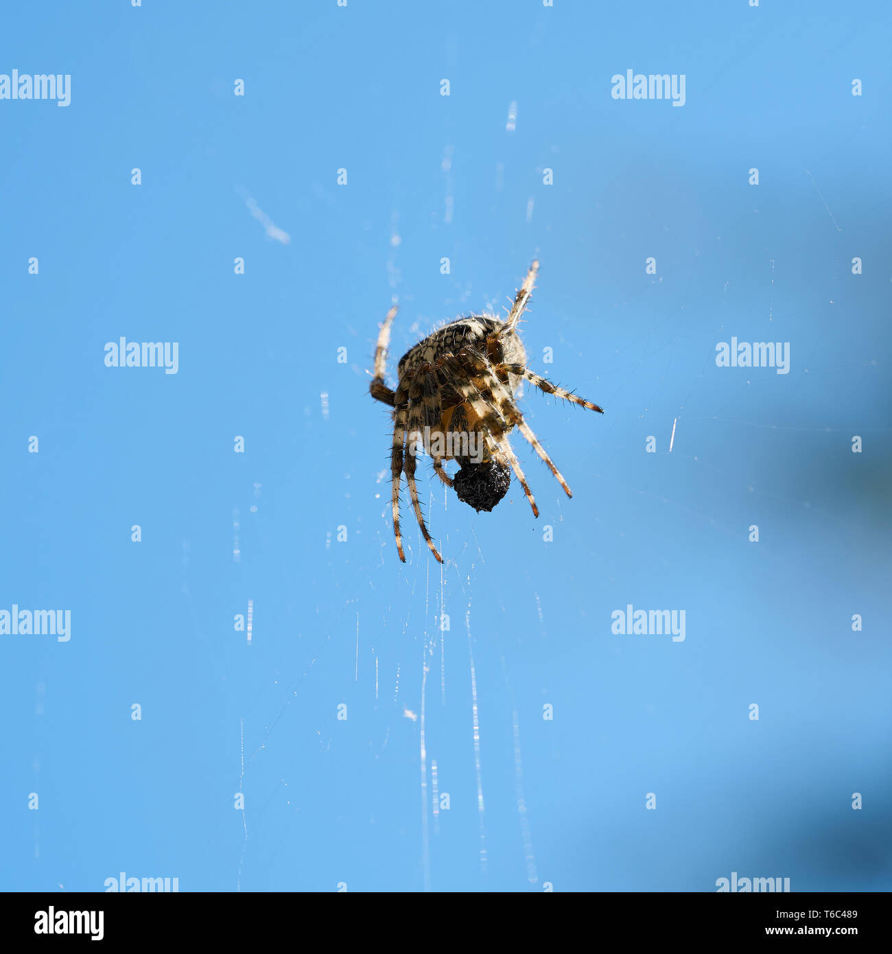 Croce Spider mentre mangia la loro preda catturata Foto Stock