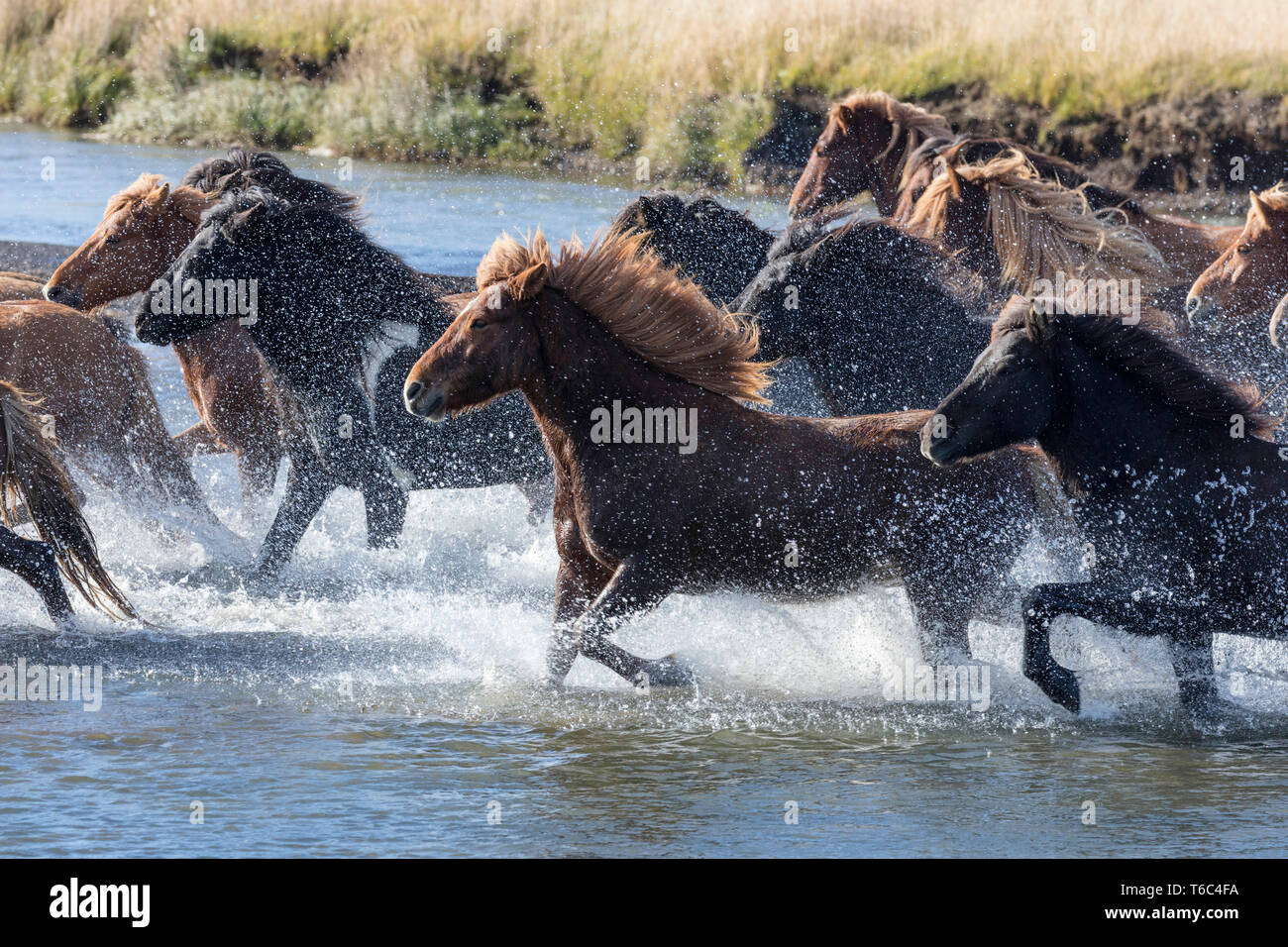 Cavalli islandesi in esecuzione attraverso un fiume di origine glaciale, a sud dell'Islanda Foto Stock