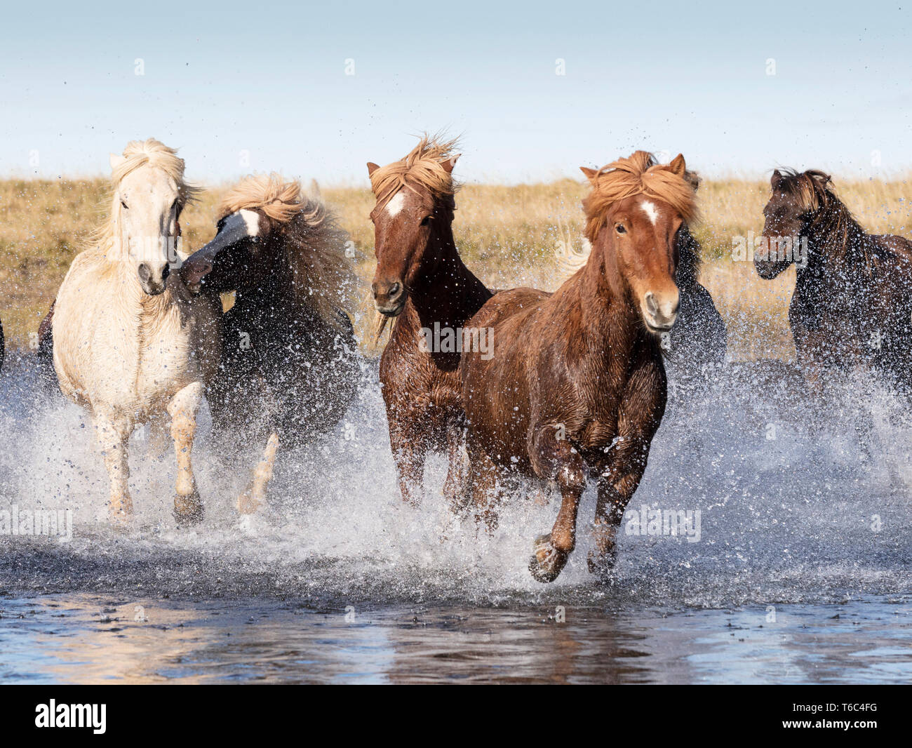 Cavalli islandesi in esecuzione attraverso un fiume di origine glaciale, a sud dell'Islanda Foto Stock
