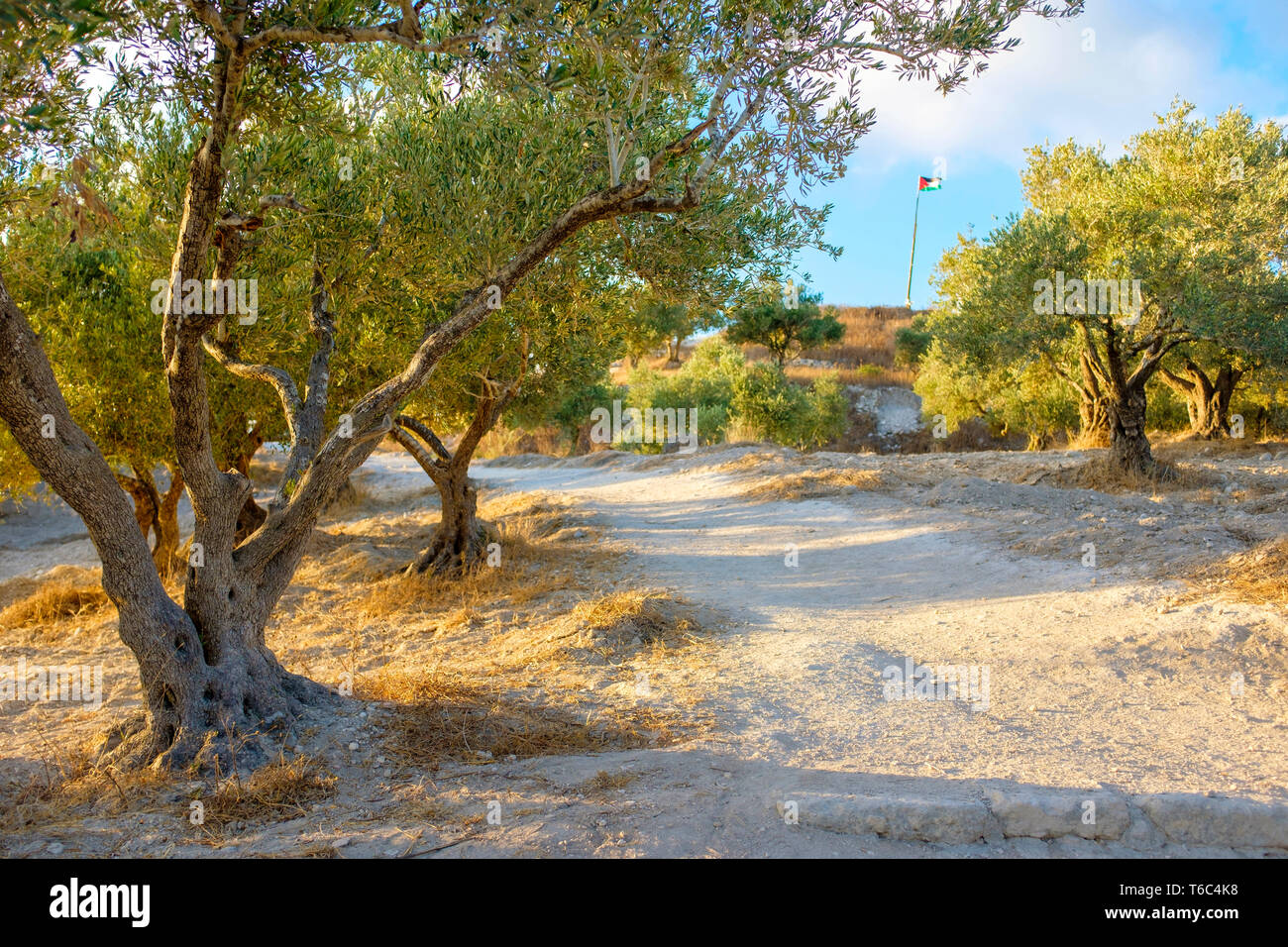 Palestina, West Bank, Nablus District, Sebastia Village. Gli alberi di ulivo e la Bandiera palestinese sulla sommità della collina all'interno dell'antica città romana. Foto Stock